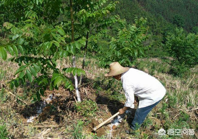 核桃树秋天几月施肥?用什么肥料好?