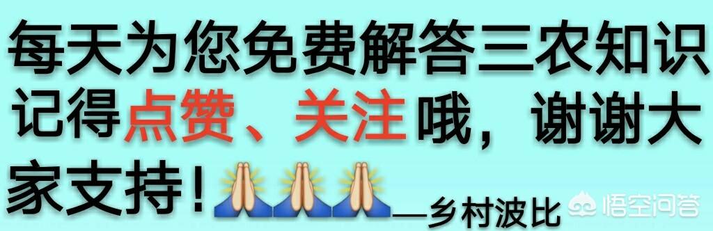 核桃树秋天几月施肥?用什么肥料好?