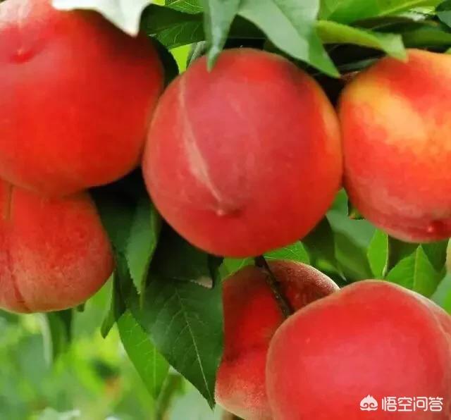 核桃树秋天几月施肥?用什么肥料好?