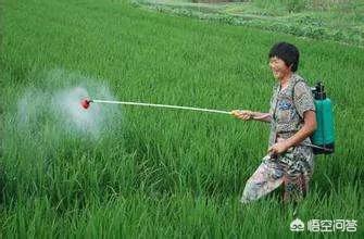 高粱苗受前茬玉米除草剂药害,该怎么办?