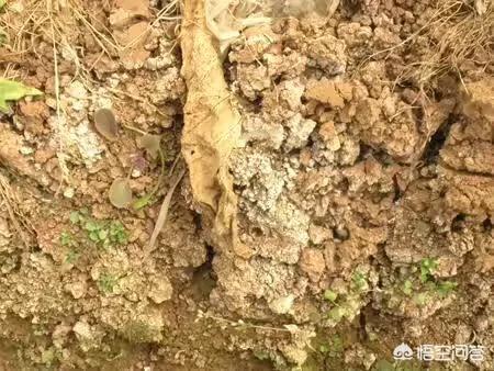 土地偏弱酸性,用什作基肥比较好?
