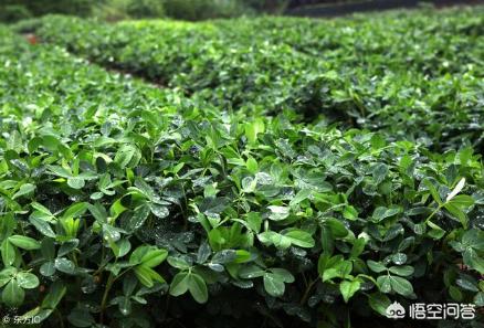 如何让花生产量达到800斤以上?