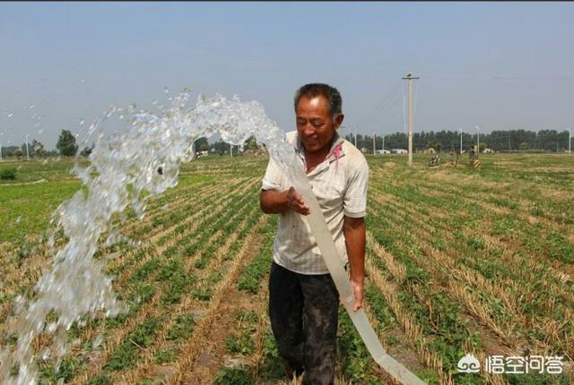 如何让花生产量达到800斤以上?