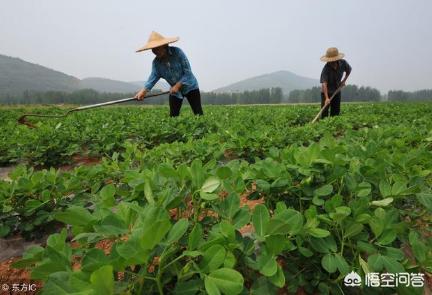 如何让花生产量达到800斤以上?