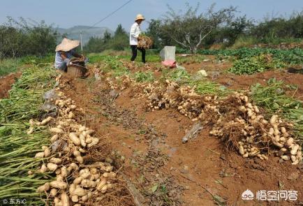 如何让花生产量达到800斤以上?