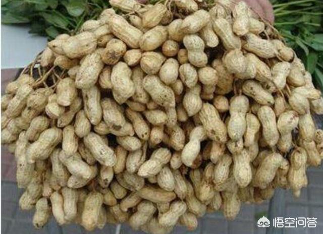 如何让花生产量达到800斤以上?