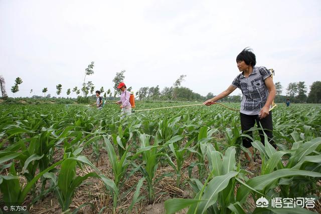 玉米地有野麦用什么农药好？