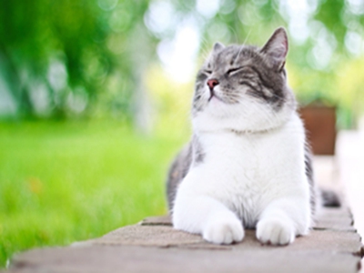 猫为什么打喷嚏