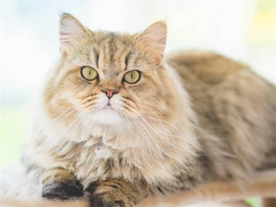 波斯猫怎么样