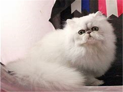 金吉拉猫特点