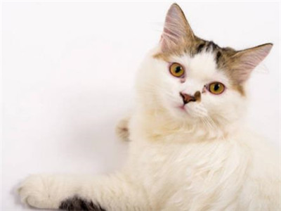 波斯猫正确饲养方法