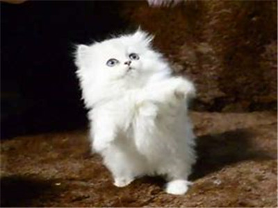 金吉拉猫多少钱一只