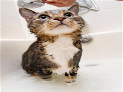 猫沐浴乳过期还能用吗