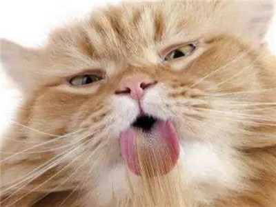 猫吐毛球膏