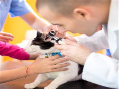 猫耳螨几天能好