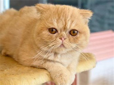 母猫发腮吗
