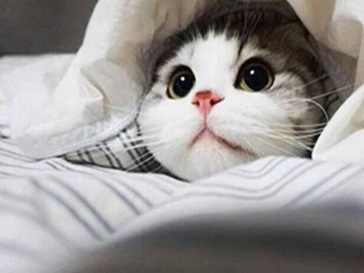 折耳猫寿命