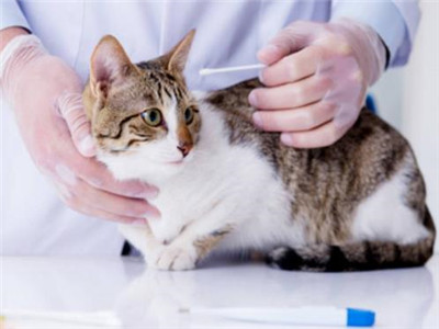 猫耳螨治疗
