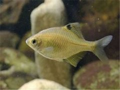 鳑鲏鱼能长多大