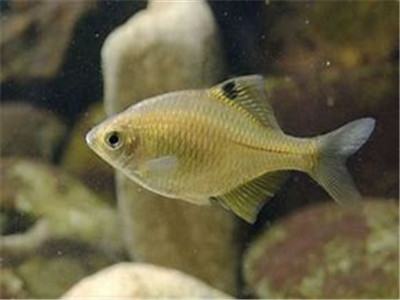 鳑鲏鱼能长多大