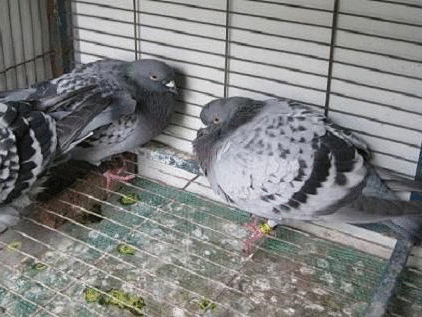 鸽子腺病毒症状
