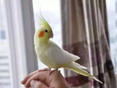 鸡尾鹦鹉的价格