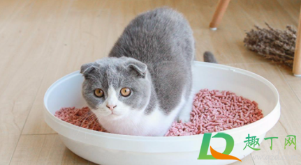 豆腐猫砂发霉用了会死吗