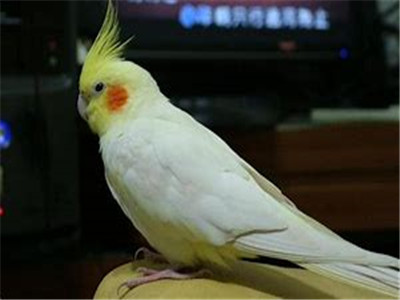 玄凤鹦鹉会说话吗