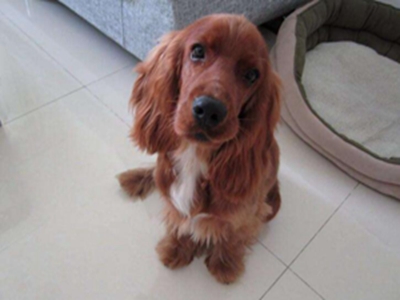 可卡犬和金毛的区别