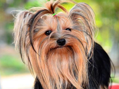 梗类犬特征
