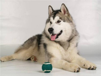 阿拉斯加是什么犬