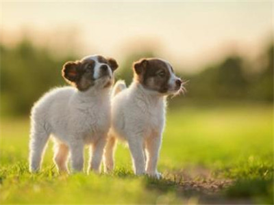 犬窝咳会死吗