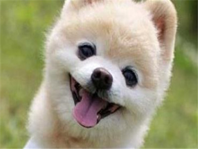 什么是俊介犬