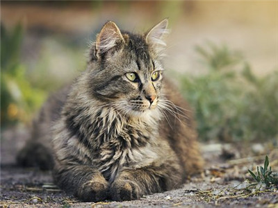 猫毛囊炎怎么治