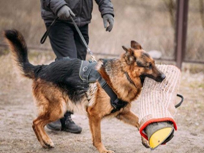 德国牧羊犬的缺点是什么
