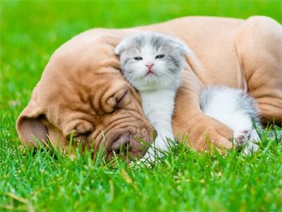 犬胰腺炎的治疗方法