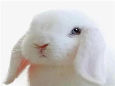垂耳兔缺点