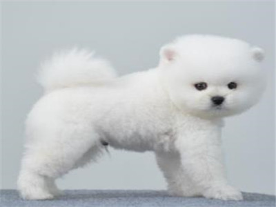 俊介犬和博美的区别