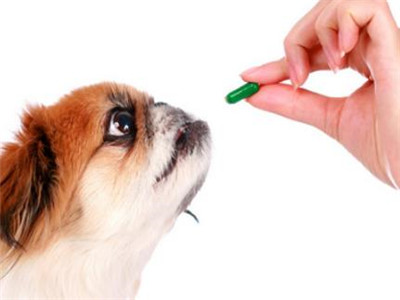 犬窝咳的预防