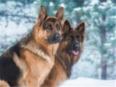 黑背犬喂养