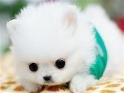 俊介犬缺陷