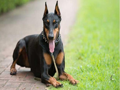 杜宾犬智商
