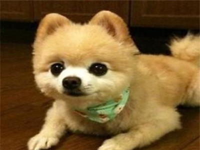 俊介犬的智商高吗