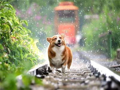 狗拉血怎么办