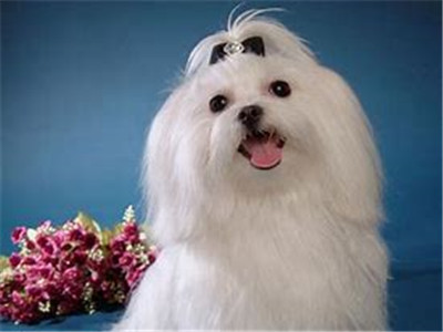 马尔济斯犬智商