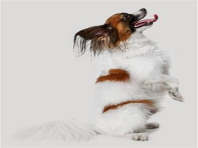 如何挑选蝴蝶犬