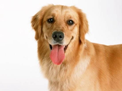 金毛犬掉毛