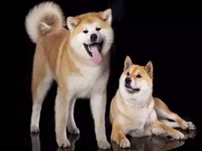 柴犬优缺点