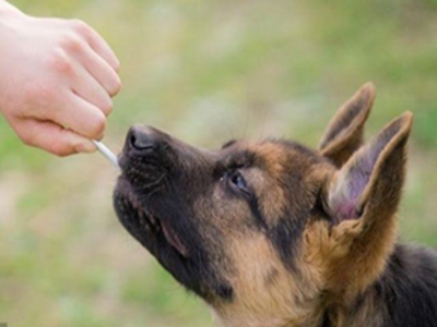 德国牧羊犬营养