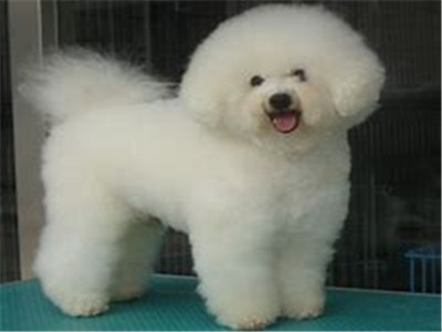 比熊犬的智商